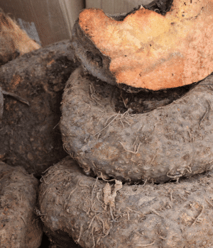 Elephant Foot Yam - Snack Names That Begins With E