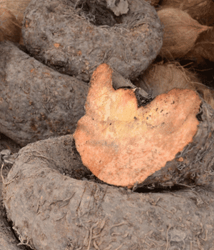 Elephant Foot Yam - Vegetable Names that Begin with E