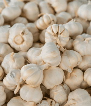Elephant Garlic - Vegetable Names that Begin with E