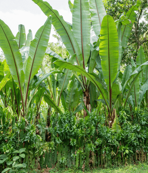 Enset - Vegetable Names that Begin with E
