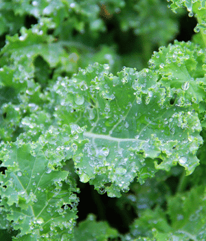 Ethiopian Kale - Vegetable Names that Begin with E