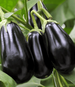 Fairytale Eggplant - Vegetable Names that Begin with F