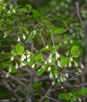 Farkleberry - Fruit Starting with F