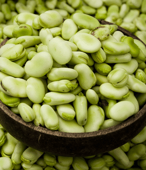 Fava Bean - Vegetable Names that Begin with F