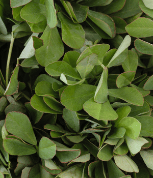 Fenugreek Leaves - Vegetable Names that Begin with F