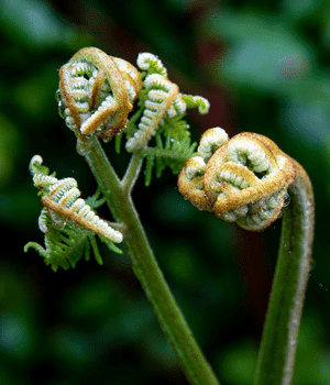 Fiddlehead Fern - Vegetables that start with F