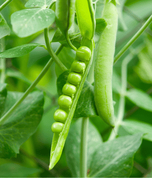 Field Pea - Vegetable Names that Begin with F