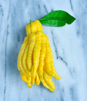 Fingered Citron - Fruits that Start with F