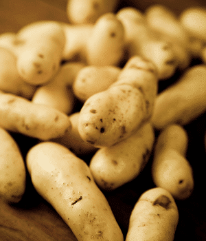 Fingerling Potato - Vegetable Names that Begin with F