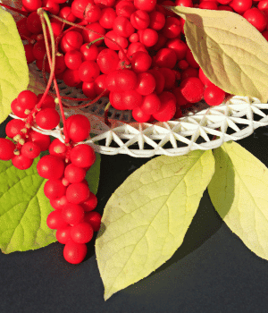Five Flavor Berry - Fruit Starting with F