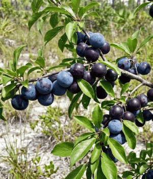 Flatwoods Plum - F for Fruit