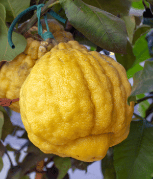 Florentine Citron - F for Fruit