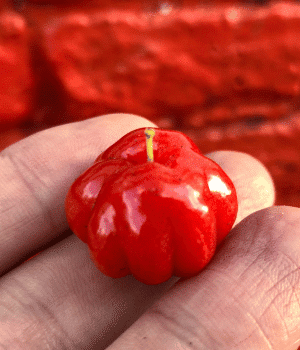 Florida Cherry - Fruits that Start with F