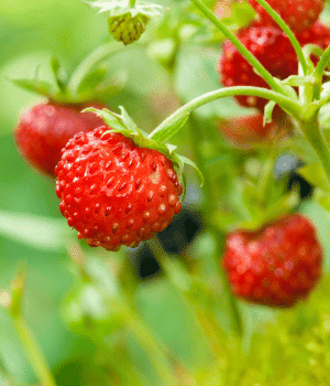 Forest Strawberry - F for Fruit