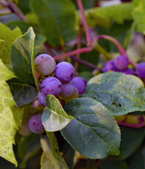 Fox Grape - Fruit Starting with F