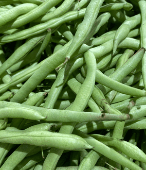 French Bean - Vegetables that start with F