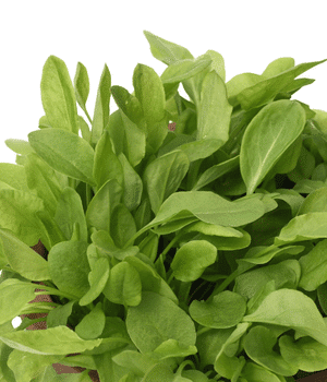 French Sorrel - Vegetables that start with F