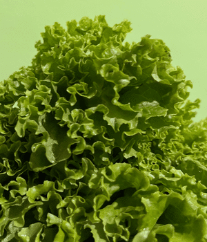 Frisée - Vegetables that start with F