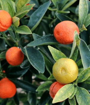 Fukushu Kumquat - F for Fruit