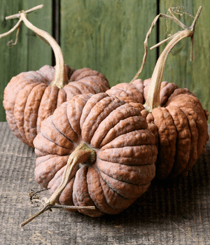 Futsu Squash - Vegetables that start with F