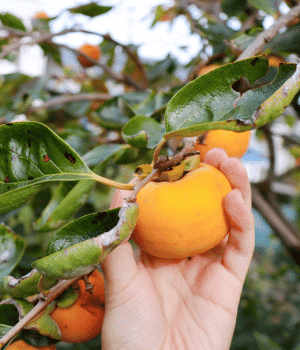 Fuyu Persimmon - F for Fruit