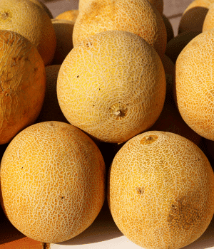 Galia Melon