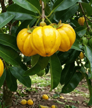 Gamboge - Yellow Fruit that Start with G