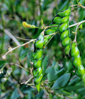 Gandules - Vegetables that Start with G