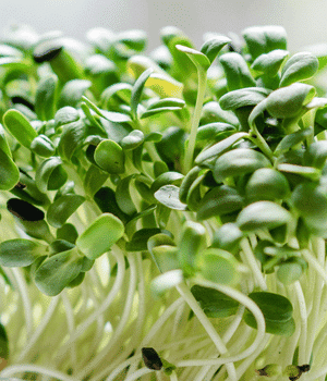 Garden Cress - Vegetables that Start with G