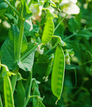 Garden Peas - Vegetables that Start with G