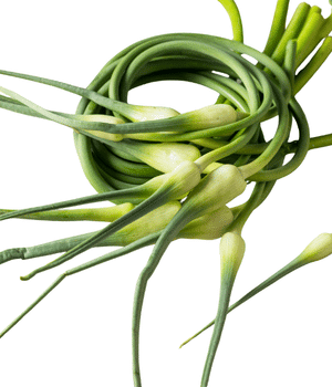 Garlic Scapes
