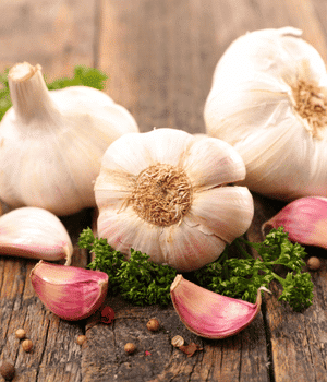 Garlic