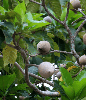 Genip - Fruit Starting with G
