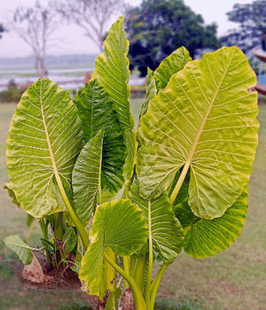Giant Taro - Vegetable Names that Begins with G