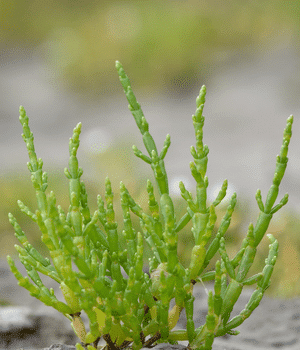 Glasswort - Vegetable Names that Begins with G