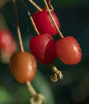 Goumi - Fruit Starting with G