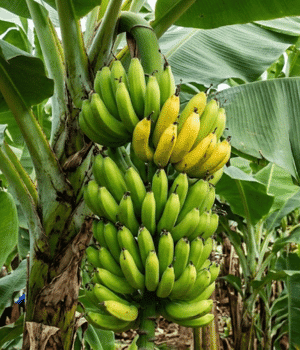 Grand Nain Banana