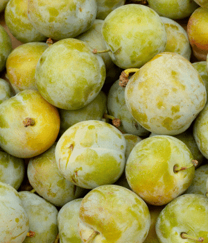 Greengage - Green Fruit that Start with G