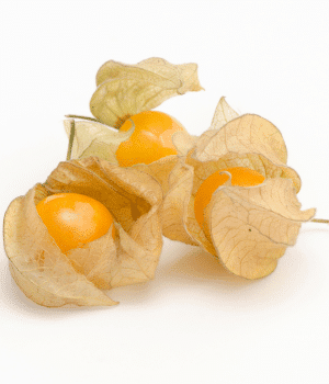 Ground Cherry