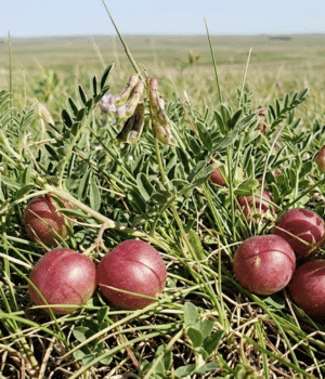 Ground Plum - Fruits that Start with G with Pictures