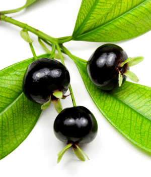 Grumichama - Fruits that Start with G with Pictures