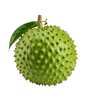 Guanabana - Fruit Starting with G