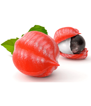 Guarana - Fruit Starting with G