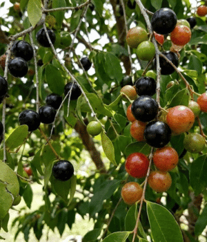 Guavaberry - Fruit Starting with G
