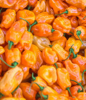 Habanada Pepper - Vegetable that start with H