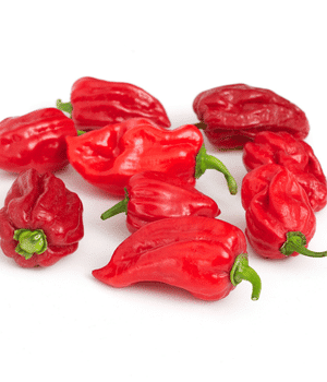 Habanero Pepper