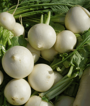 Hakurei Turnip - Vegetable that start with H