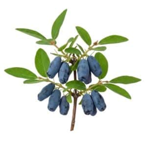 Haskap - Fruits that Start with H