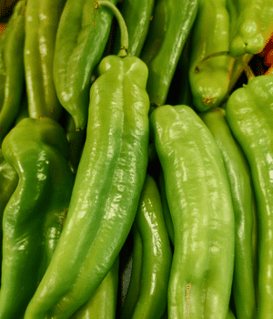 Hatch Chile Pepper