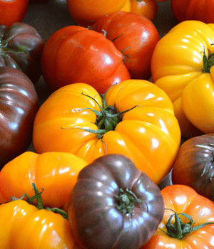Heirloom Tomato